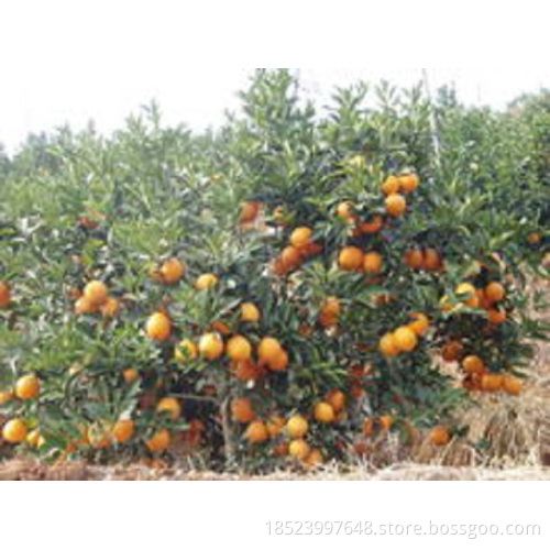 Healthy Fresh  Sour-sweet  Self-planted Navel Orange